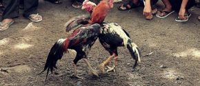 Bahagia Bermain Sabung Ayam Online